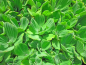 Mobile Preview: Muschelblume - Pistia stratiotes